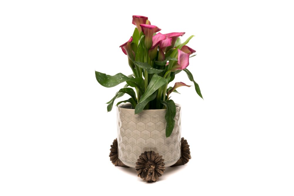 Bee Potty Feet and Cane Companion Bundle Set - Image 6