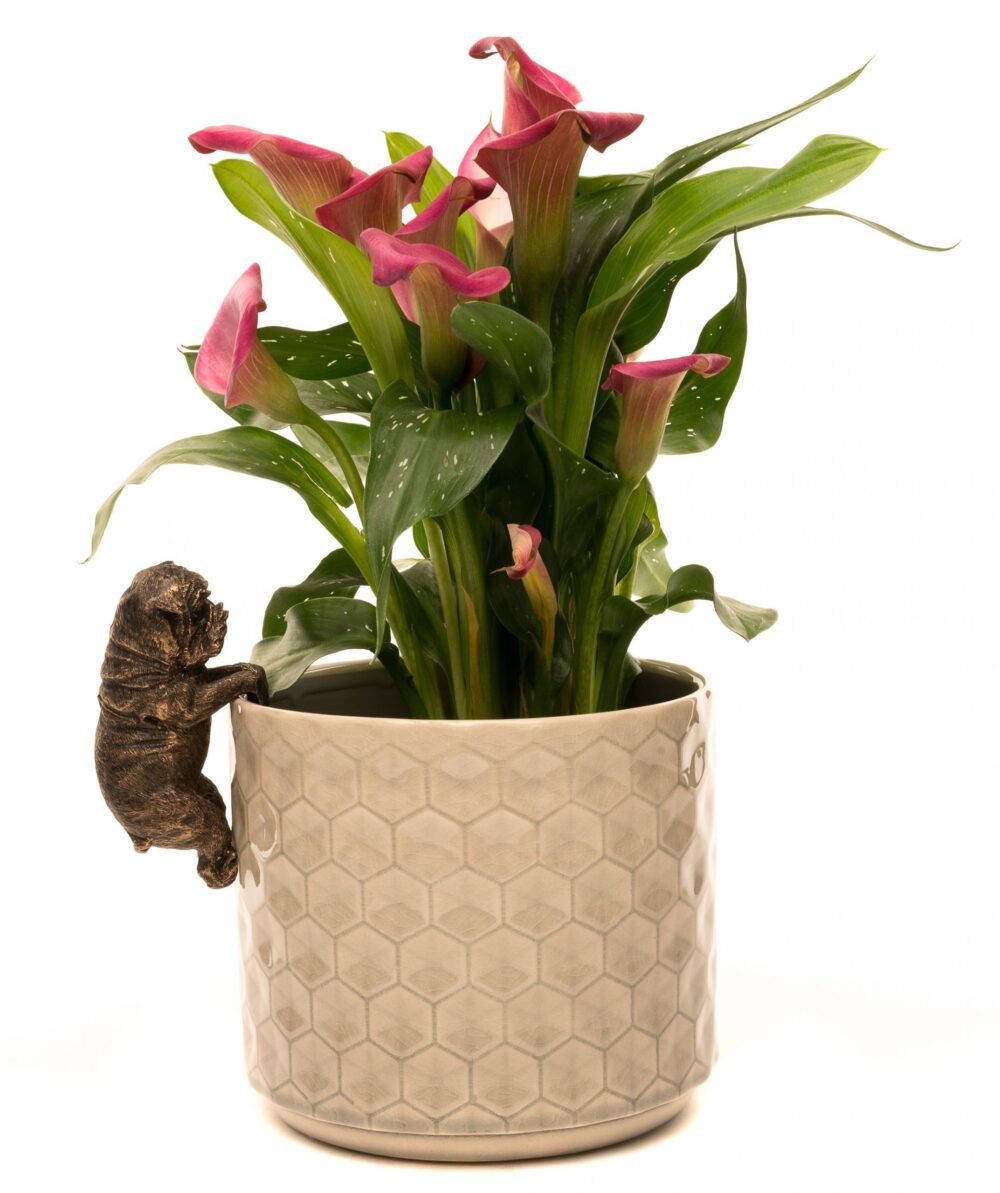 English Bulldog Plant Pot Hanger - Image 2
