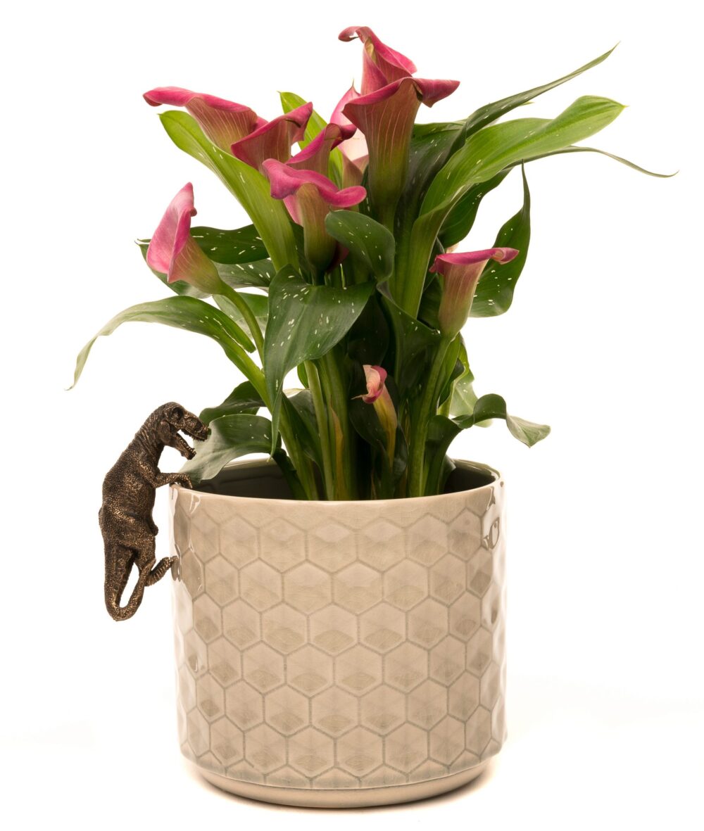 Tyranasaurus Rex Plant Pot Hanger - Image 9