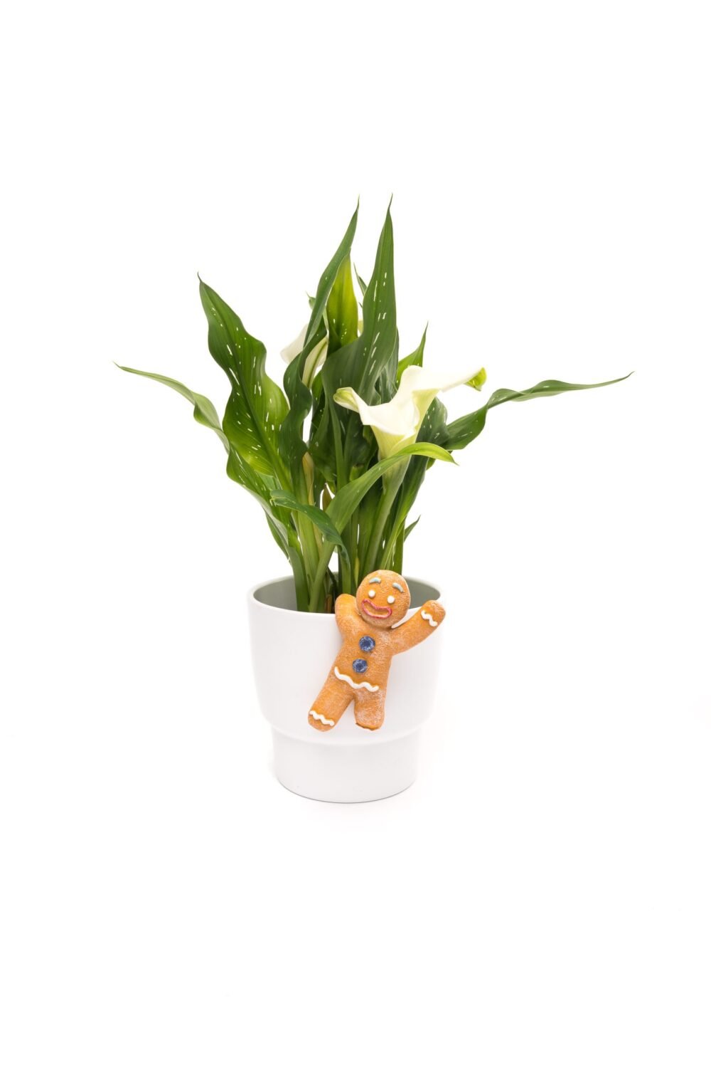 Pot Buddies Christmas Gingerbread Man Plant Pot Hanger - Image 3