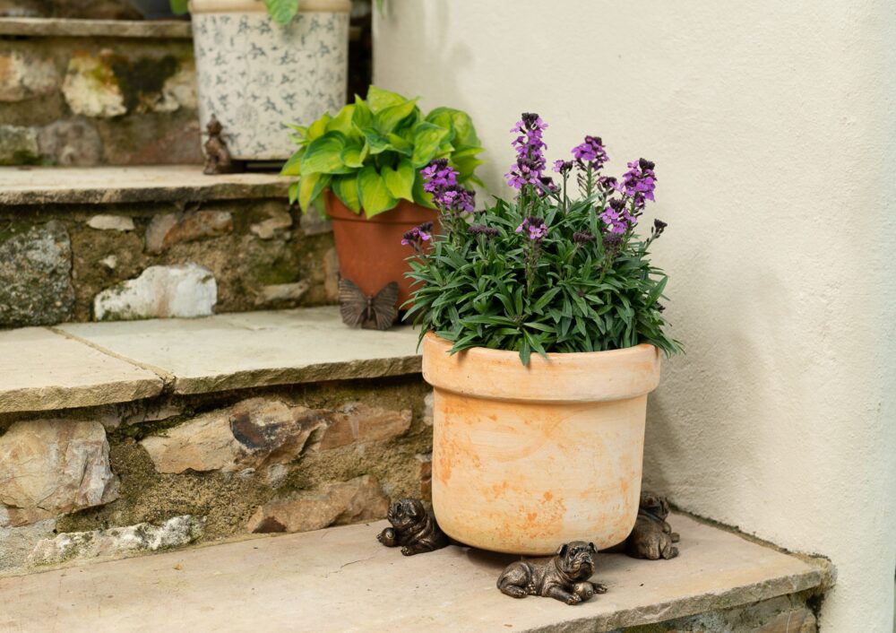 Resting British Bulldog Plant Pot Feet - Set of 3 - Image 3