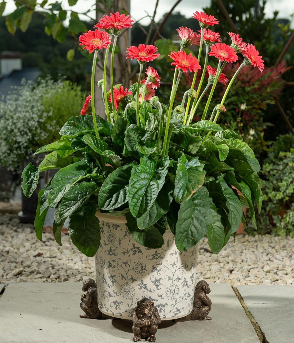 Chimpanzee Plant Pot Feet - Set of 3 - Image 5