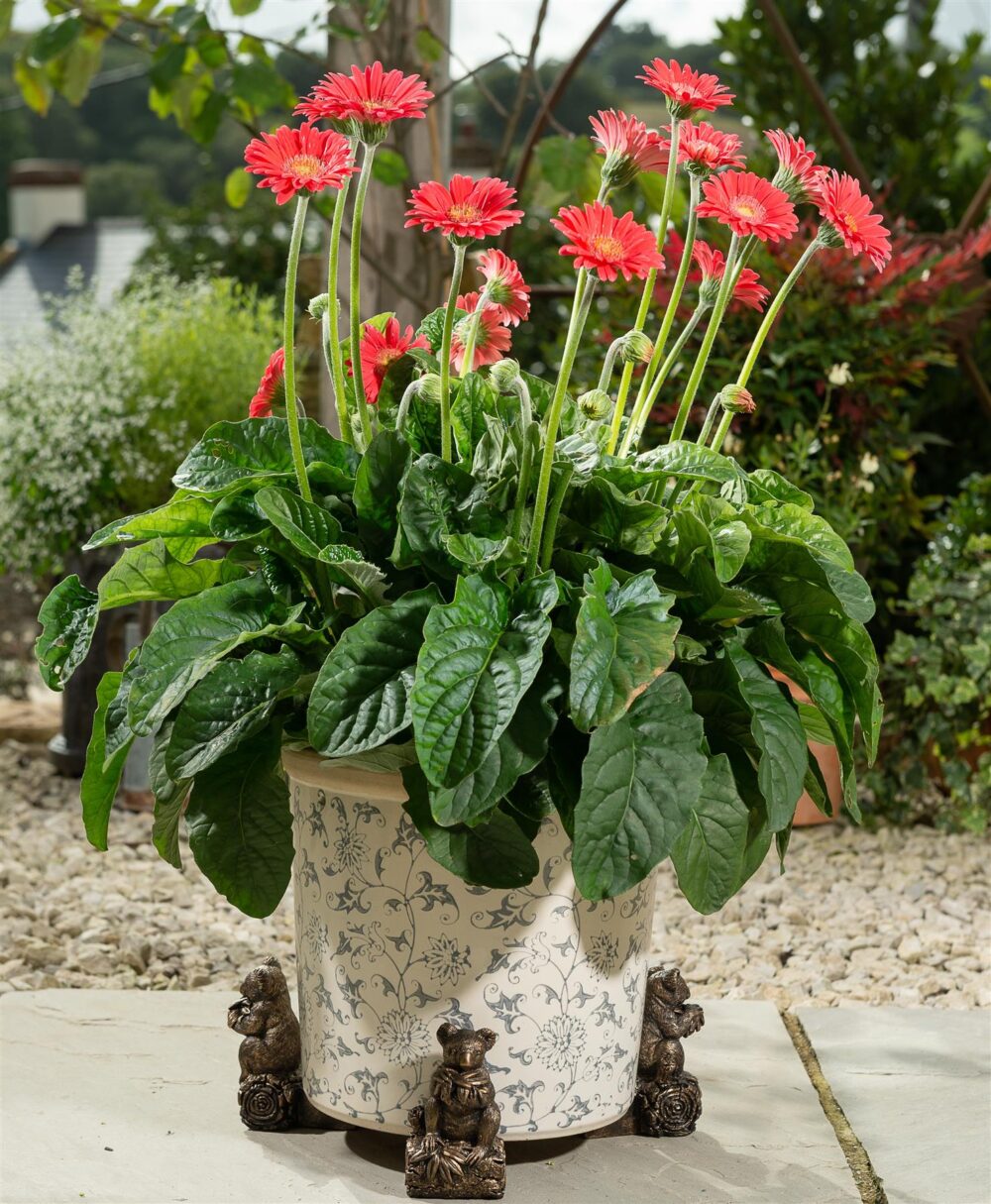 Koala Bear Plant Pot Feet - Set of 3 - Image 3