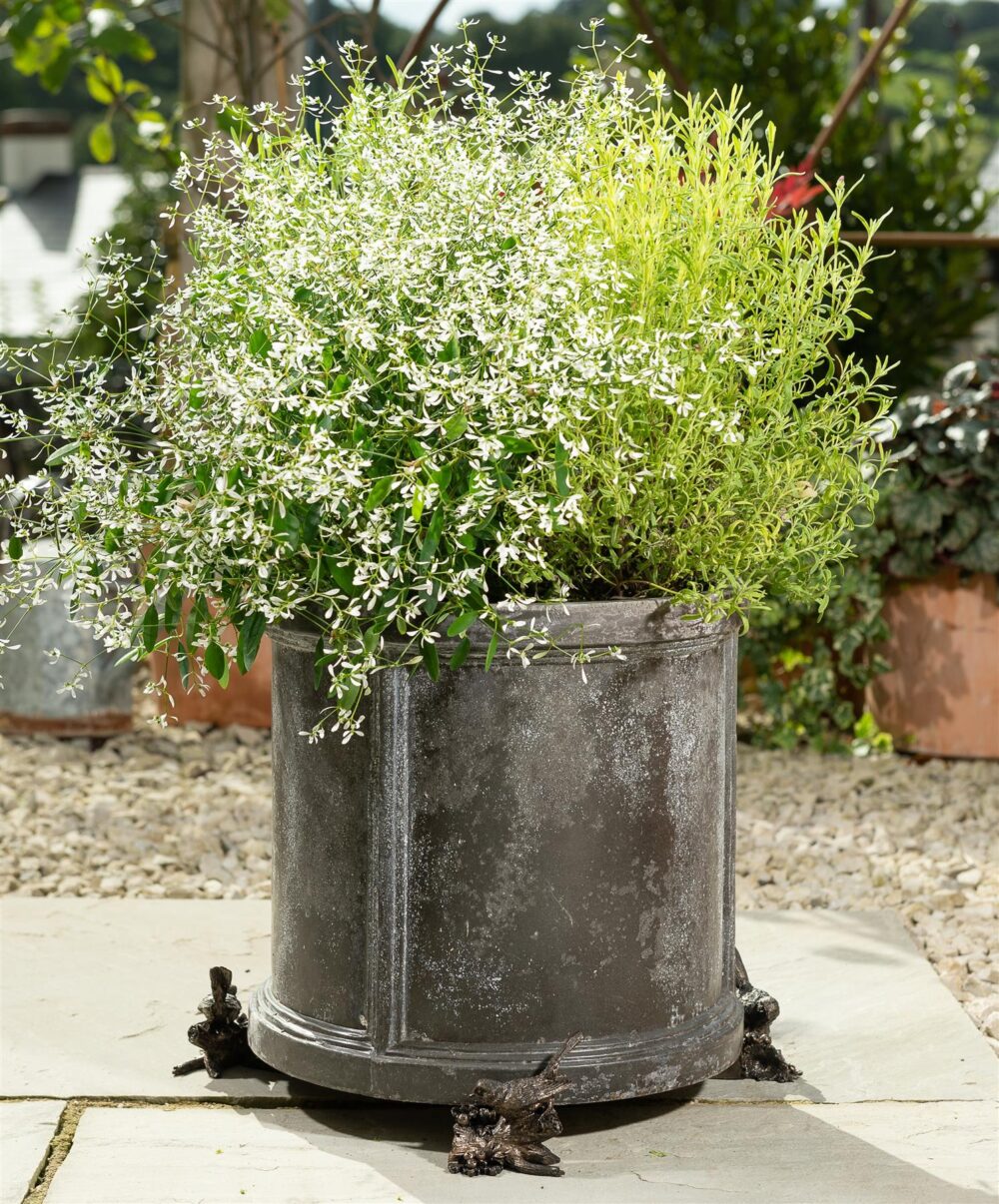 Robin Plant Pot Feet - Set of 3 - Image 3