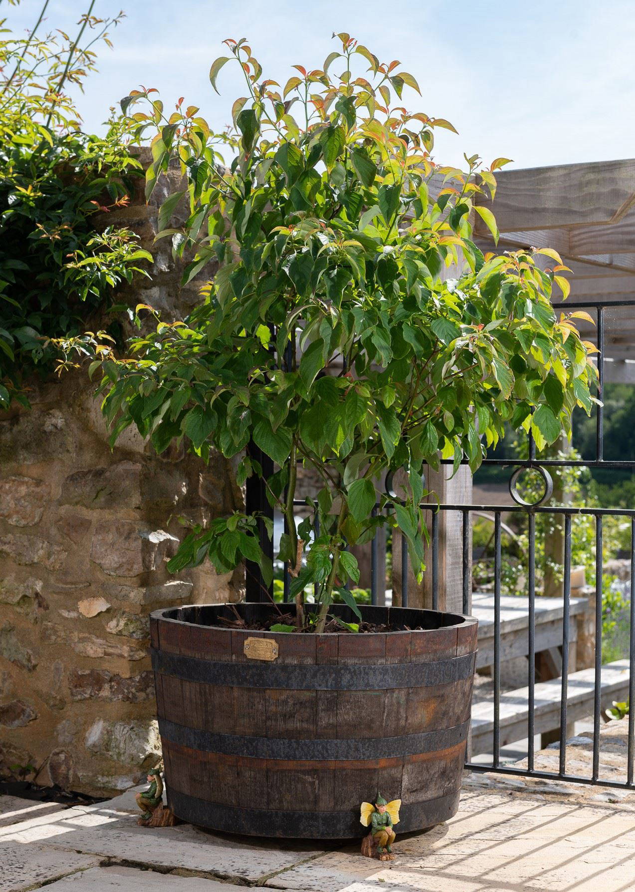 Elm Tree Flower Fairy Plant Pot Feet - Set of 3 - Image 5