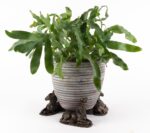 Donkey Foal Plant Pot Feet - Set of 3