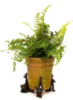 Wallace and Gromit Plant Pot Feet - Wallace, Gromit and Feathers McGraw