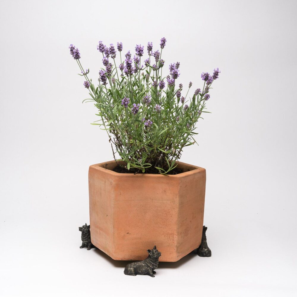 Corgi Plant Pot Feet - Set of 3 - Image 7