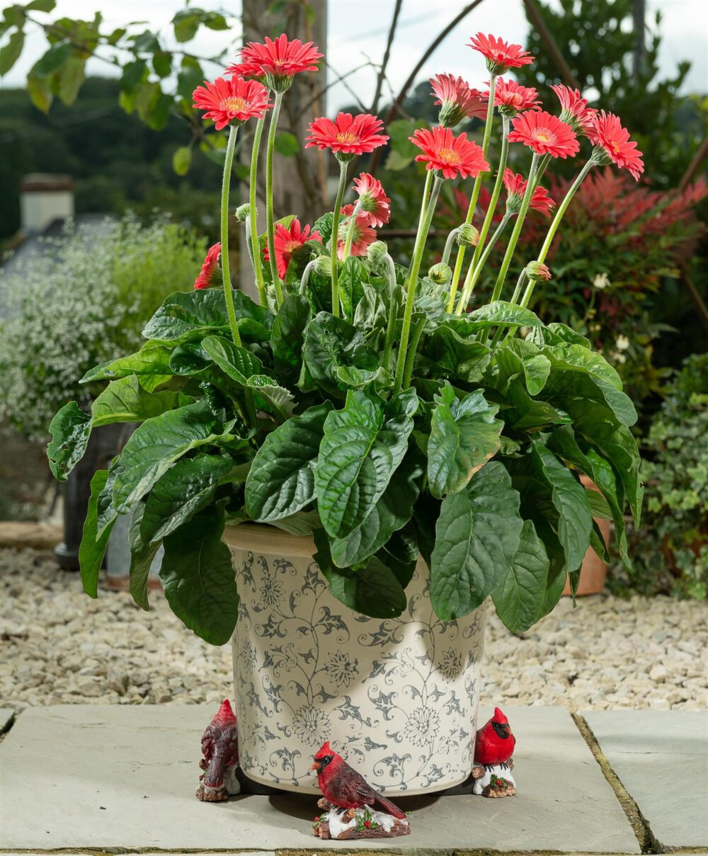 Red Cardinal Bird Plant Pot Feet - Set of 3 - Image 3