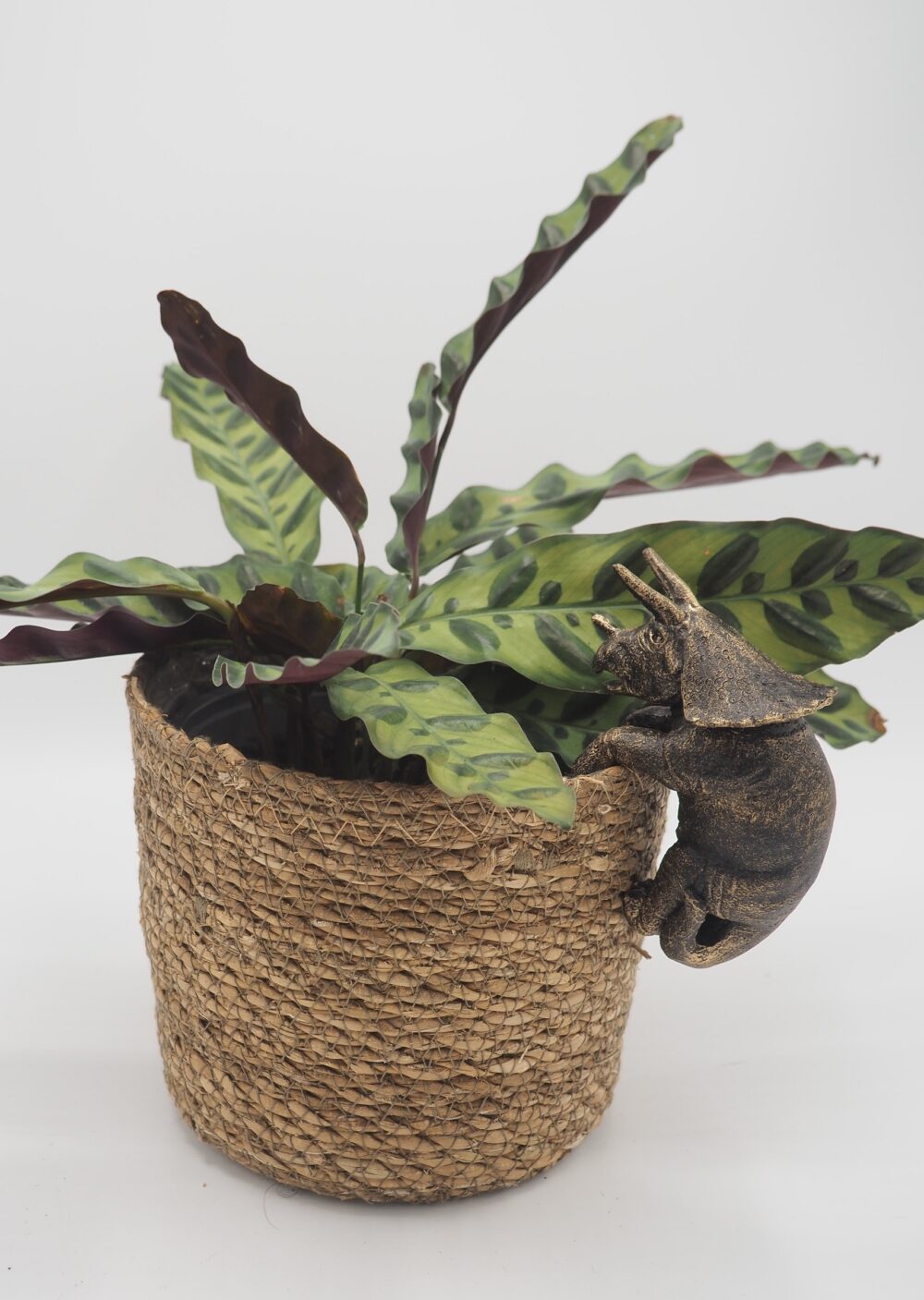 Triceratops Pot Buddies Plant Pot Hanger - Image 7