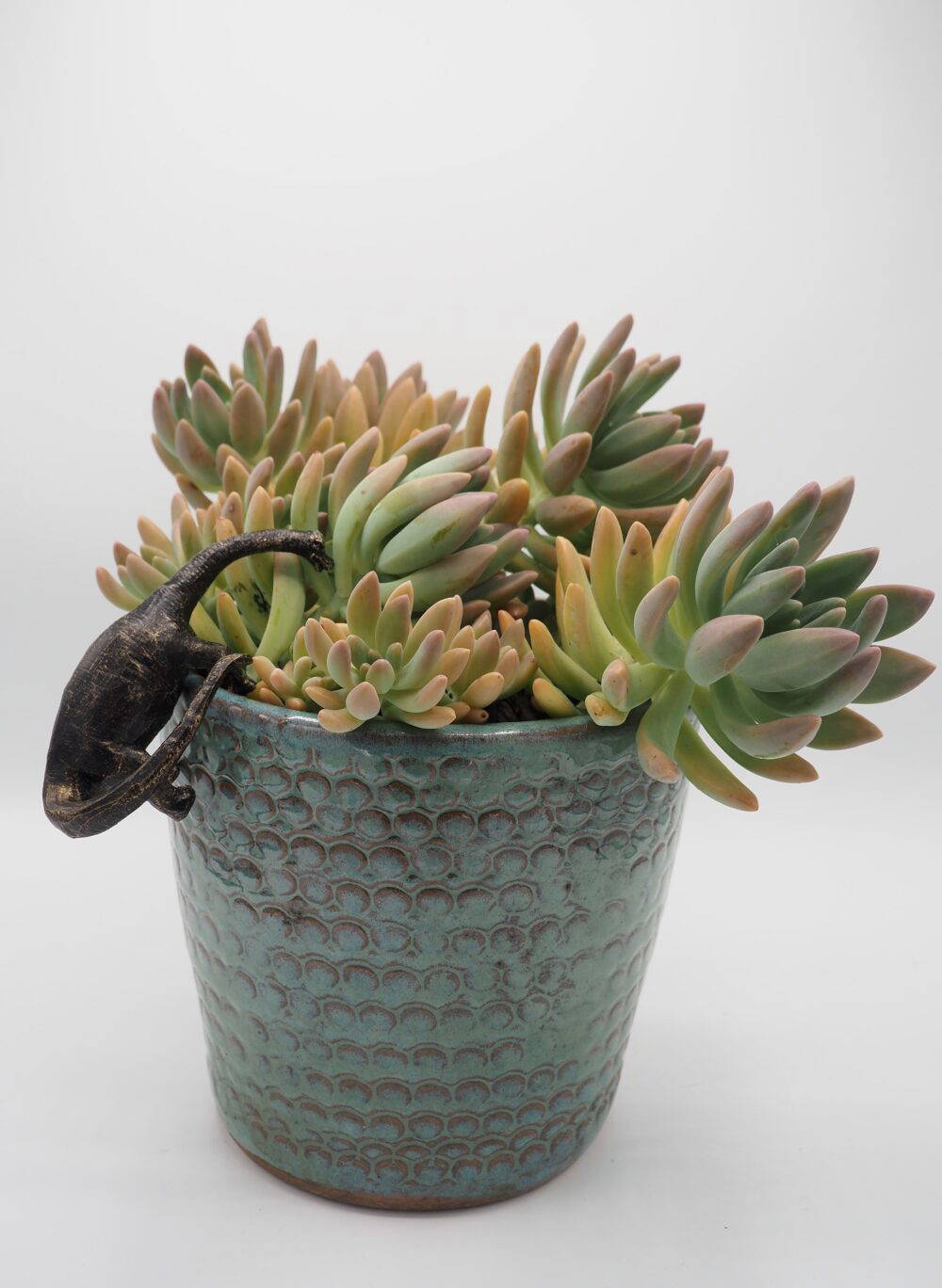 Brachiosaurus Pot Buddies Plant Pot Hanger - Image 10