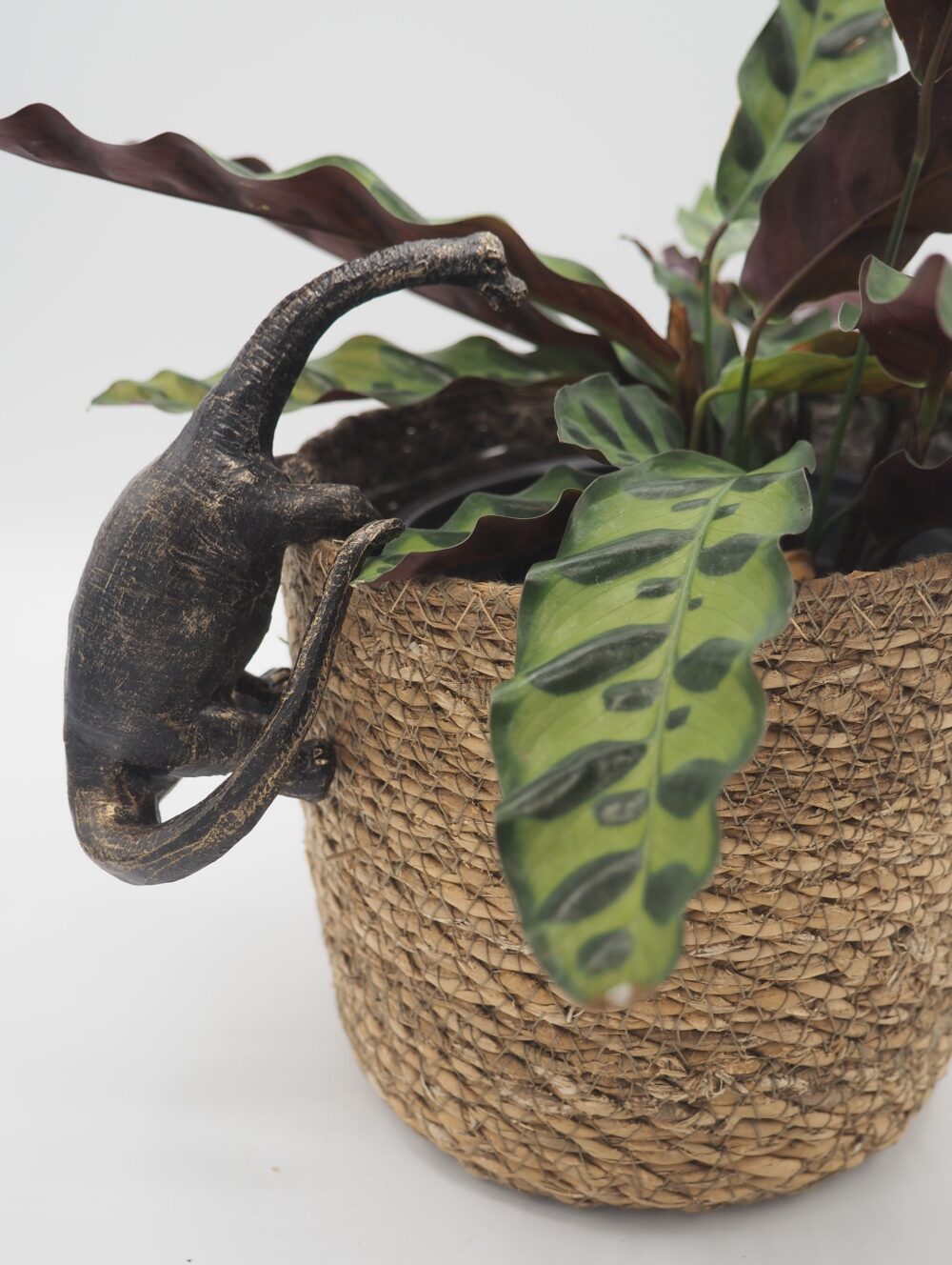 Brachiosaurus Pot Buddies Plant Pot Hanger - Image 4