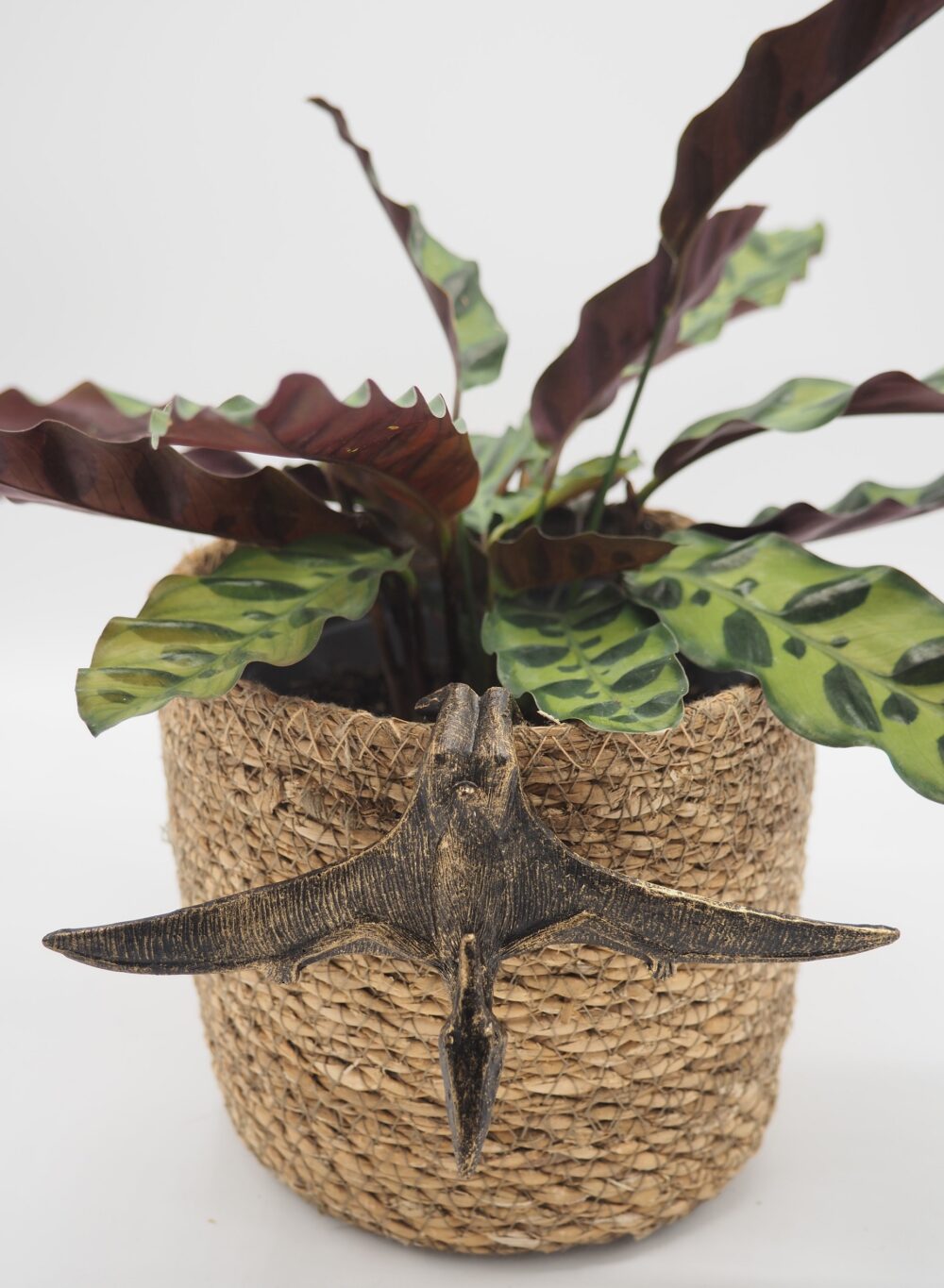 Pteranodon Pot Buddies Plant Pot Hanger - Image 7