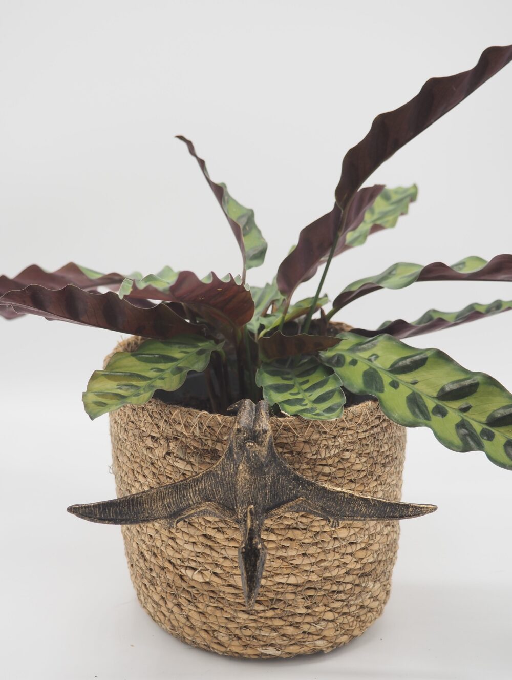 Pteranodon Pot Buddies Plant Pot Hanger - Image 6