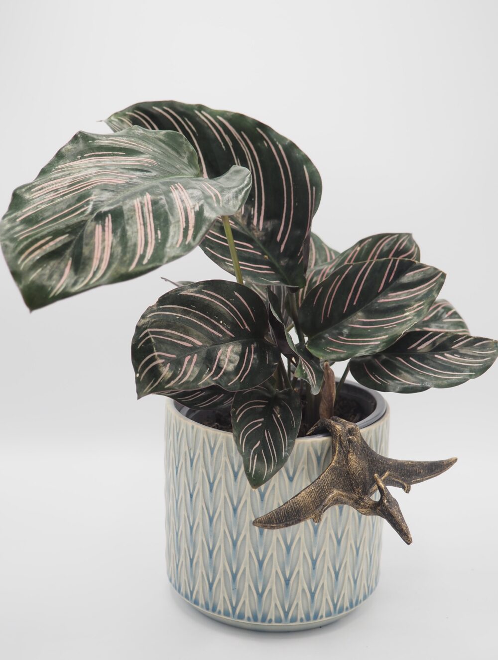 Pteranodon Pot Buddies Plant Pot Hanger - Image 4