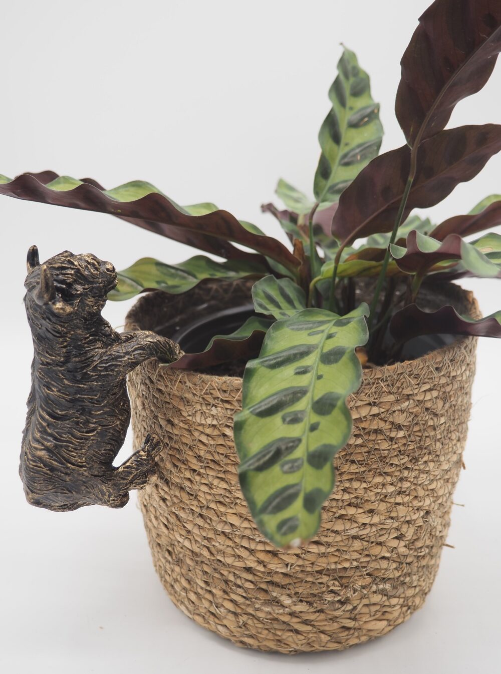 Highland Cow Pot Buddies Plant Pot Hanger - Image 5