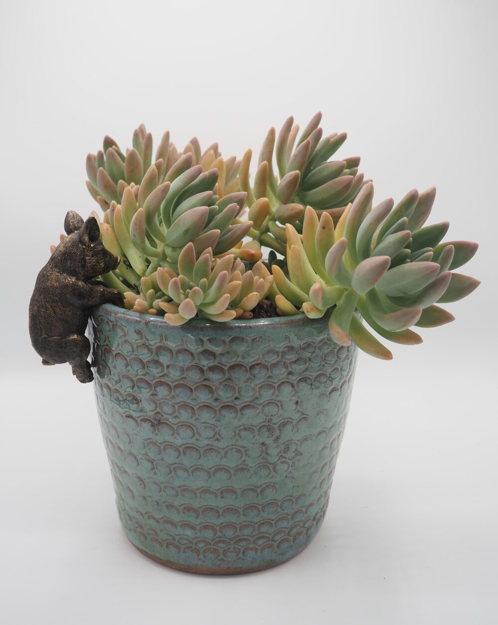 Pig Pot Buddies Plant Pot Hanger - Image 10