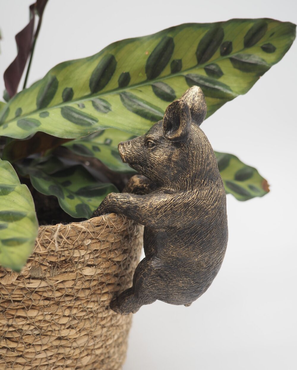 Pig Pot Buddies Plant Pot Hanger - Image 4